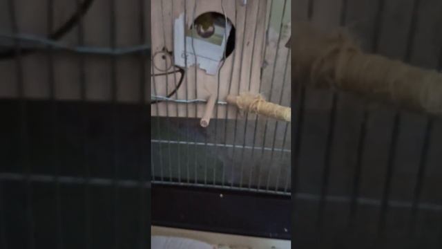 Попугай ест голову человека смотреть онлайн