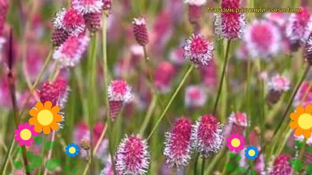 Кровохлебка лекарственная Пинк Танна. Краткий обзор, описание Sanguisorba Officinalis Pink Tanna
