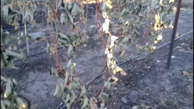 Когда укрывать кусты винограда на зиму? смотреть онлайн