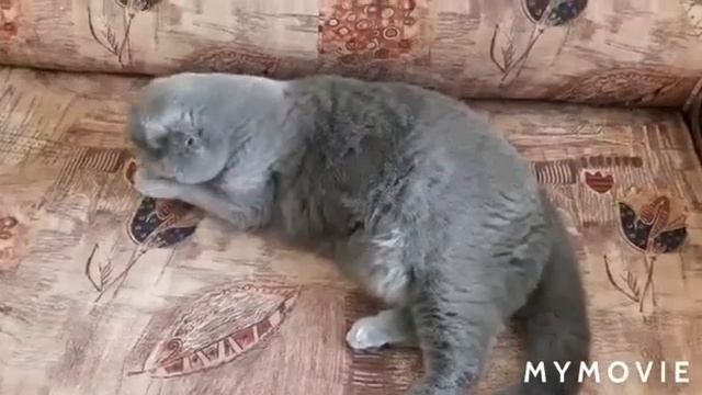 #шотландскаявислоухая# Ася отказывается от обеда. смотреть онлайн