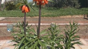 Рябчик императорский из резанных луковиц.