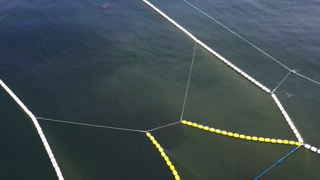 Сивучи атаковали ставные неводы на побережье Сахалина смотреть онлайн