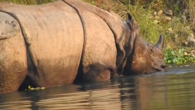 4k wild animals | jungle safari | stress relief safari vedio смотреть онлайн