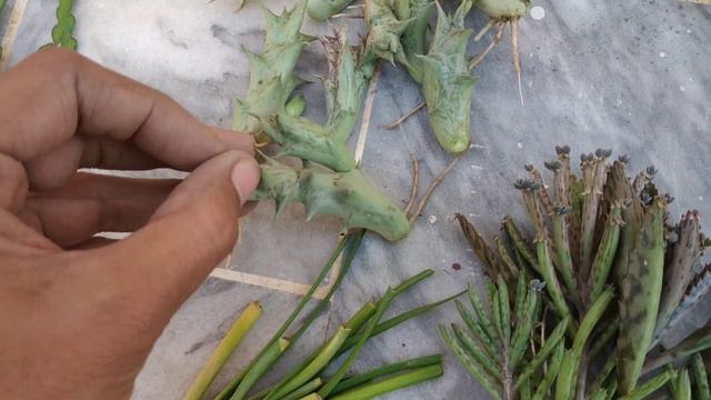 Sending Plants to Giveaway Winner | Cactus, Succulents and Bulbs смотреть онлайн