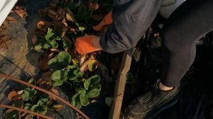 Как очистить клубнику ранней  весной, после зимы от сухих листьев..Видео №1Сад и огород с опытом.