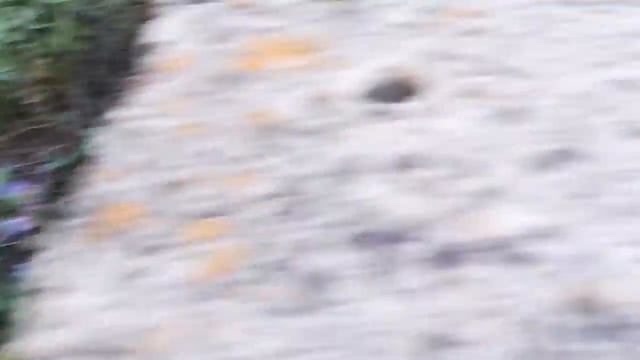 Бабочка Бражник похожа на Колибри смотреть онлайн