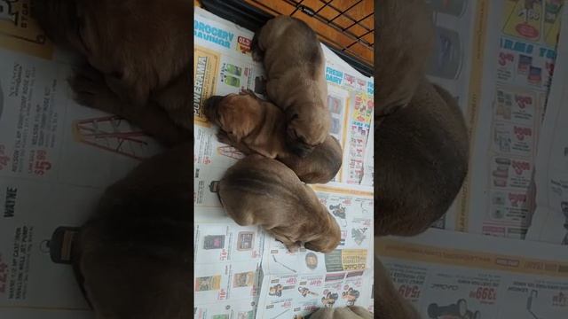 ? KASH IZ KING ? 2 weeks old 4.22.23 смотреть онлайн