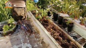 Клубника на даче. Пересаживаю клубнику в деревянные ящики. 187c