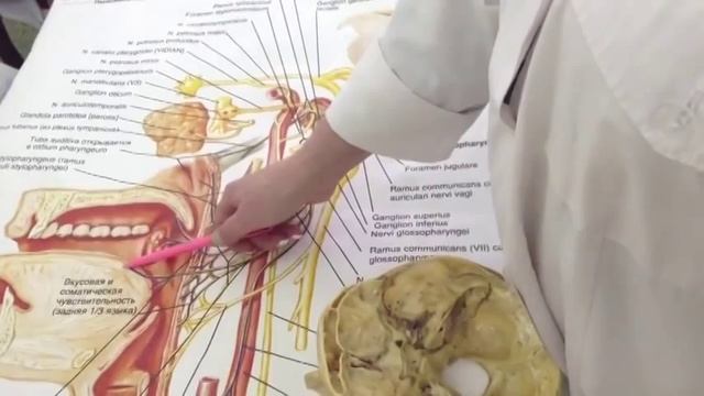 Лицевой, языкоглоточный и тройничный нерв