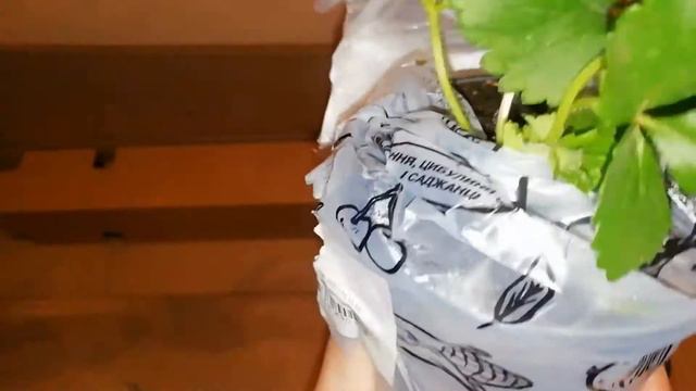 🌱Распаковка посылки из Агромаркет. 🍀 "Отзыв Агромаркет (відгук)" смотреть онлайн