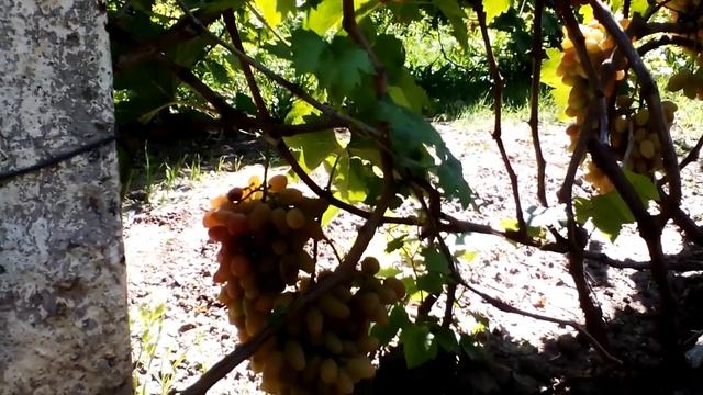 Новинка 2019г. АПОЛЛИНАРИЯ смотреть онлайн