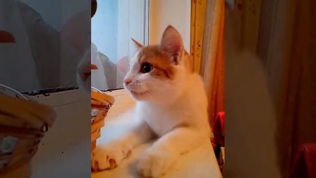 Разговор с синицами :) смотреть онлайн