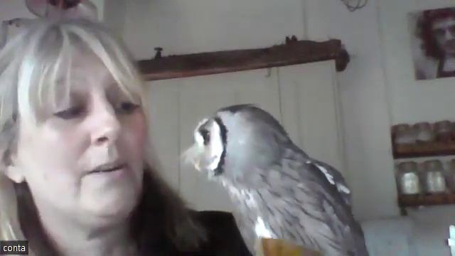 Northern White-Faced Owl: in conversation with Amanda Rayner, Harrogate Bird of Prey Centre. смотреть онлайн