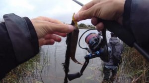 Ловля окуня осенью. Джиг риг против джига.