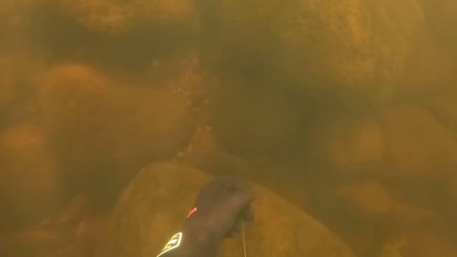 НОВОЕ МЕСТО / ХОРОШИЕ ПОДВОДНЫЕ ТРОФЕИ / NEW PLACE / GOOD TROPHIES смотреть онлайн