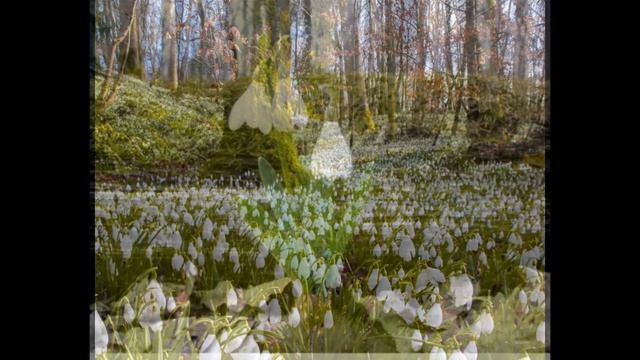 Подснежники - Snowdrop смотреть онлайн