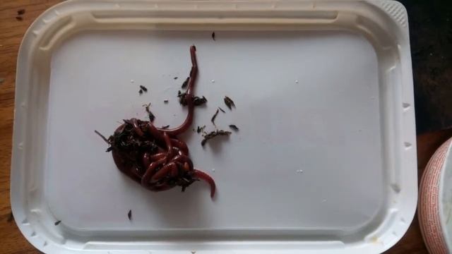 Продолжение ролика о скорости размножения популяции червя Eisenia andrei (6) смотреть онлайн