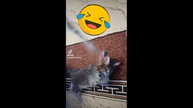 Кошачья разборка #funnymoments #приколысживотными #смешныекоты #котики #приколыкоты #смешныекоты смотреть онлайн