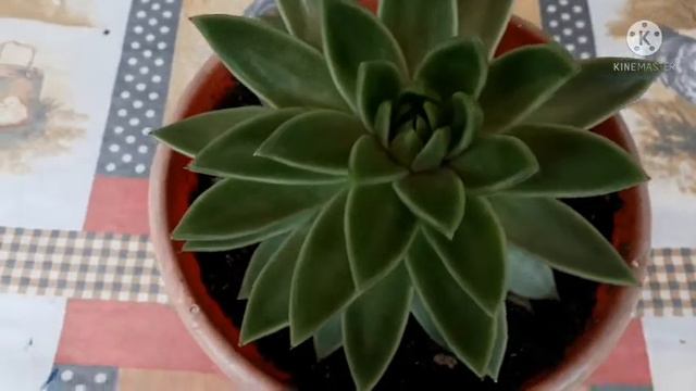 Echeveria agavoides@plantando com amor смотреть онлайн