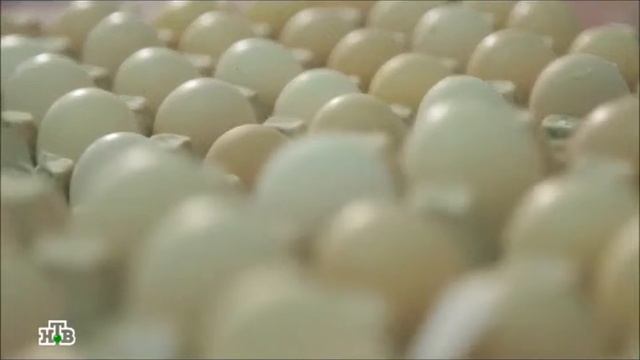 Проверка куриных яиц. Химический анализ желтка. смотреть онлайн