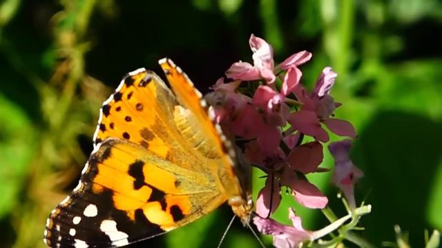 Красота природы, музыка души и сердца ... Сергей Грищук