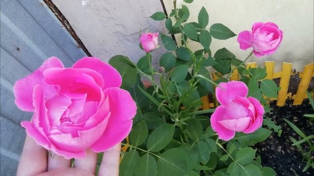 Обзор роз. Выпуск 7. Сорт ПОЛЬ НЕЙРОН/ розы в Сибири смотреть онлайн