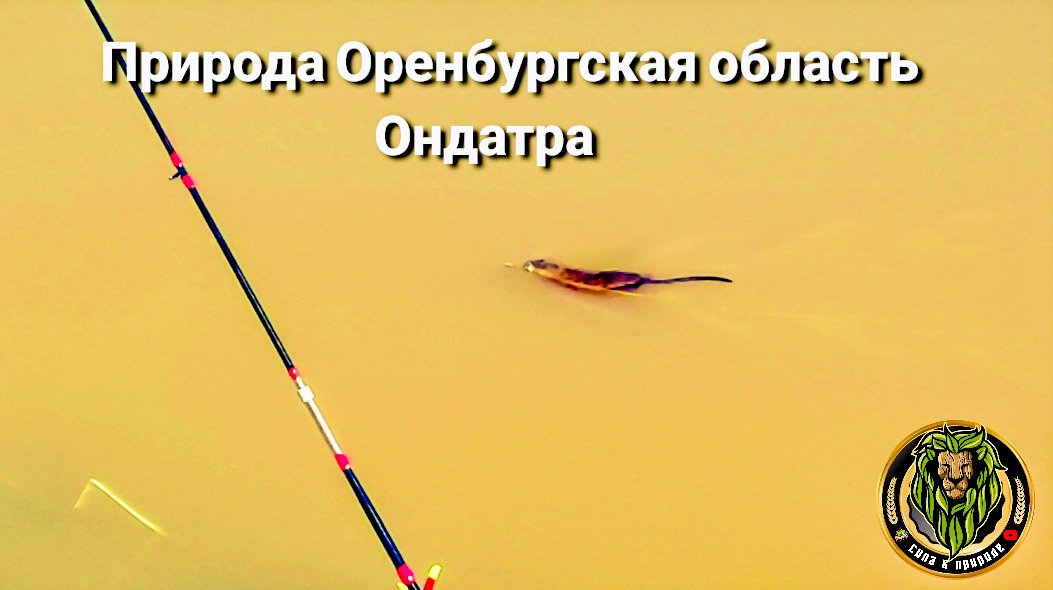 Природа Оренбургская область Ондатра смотреть онлайн