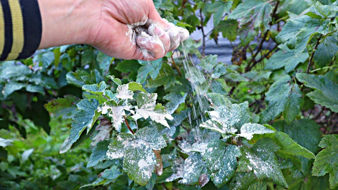 Опудриваю смородину в августе сентябре этим порошком ягода растет с 5 рублевик а вредитель исчезает. смотреть онлайн