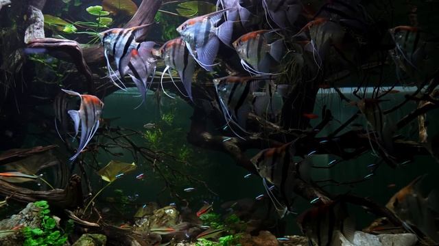 Giant Angelfish Aquarium: Marvel At The Manacapuru Angelfish смотреть онлайн