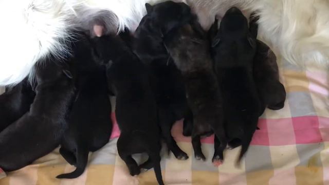 Вкусно аж хвосты дрожат