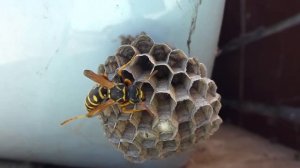 Жизнь осы. Как оса строит гнездо. Скорость 1/12.