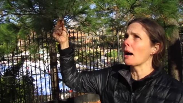 Dr. Donna goes to Central Park to talk about Pinus sylvestris, Scotch pine or white pine. смотреть онлайн