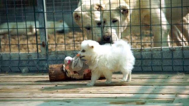ПРОДАЖА. Щенки японского шпица. Дата рождения:27.06.2018. Http://beliy-lekar.ru/