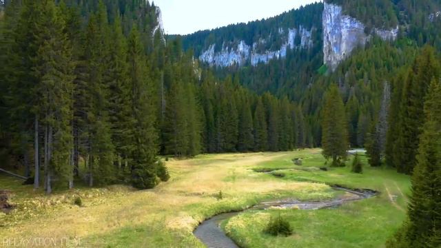 || Forest 4k || Nature's Relaxing film 🎥 || Peacefull relaxing music 🎶 || 4k video ultra hd || смотреть онлайн