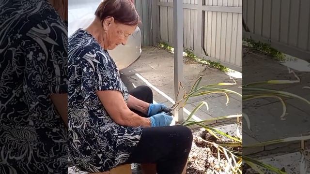 № 367 - Выкопали чеснок, Хороший урожай!