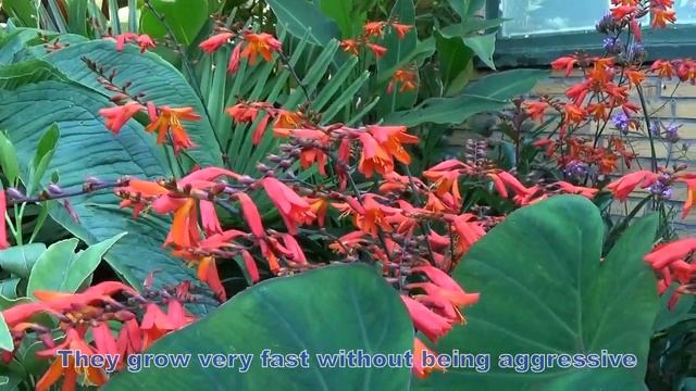 Montbretia Crocosmia x crocosmiiflora смотреть онлайн