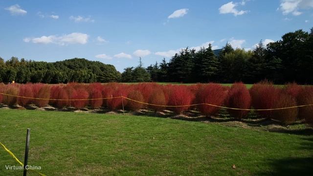 4k,上海,Shanghai,autumn,Century Park,red Kochia plants,浦東世紀公園,秋季,秋天的紅葉地膚花海,（part1）,Virtual China 2020 смотреть онлайн