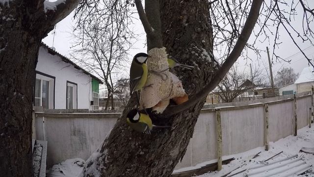 Синица доминирует СалоЗимаДенисовоGP5 10 1440p