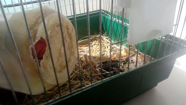 Содержание крыс|MINI VLOG √√√ смотреть онлайн