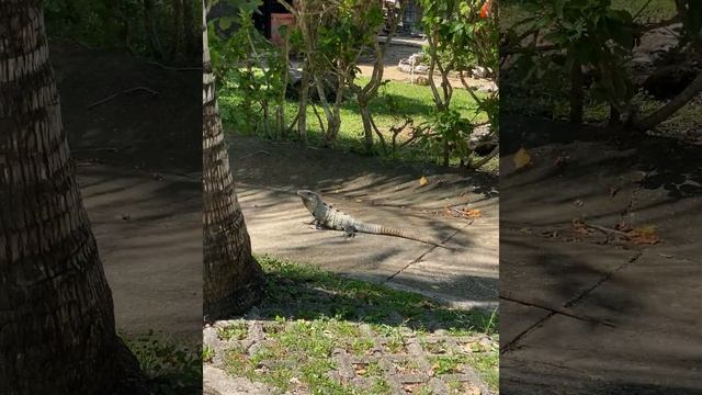 Вы посмотрите на этот размер?Игуана великан Наш сосед!Мексиканский варан?Предок динозавра гуляет?