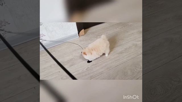 померанский шпиц мальчик и девочки мини смотреть онлайн