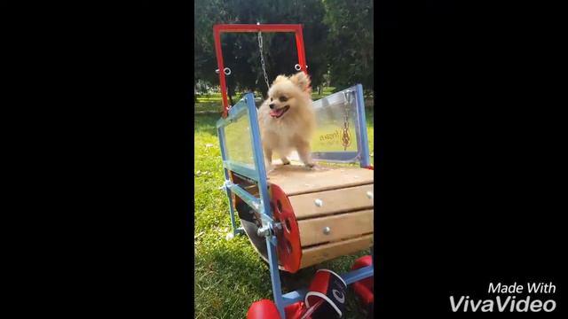 Pomeranian working on Firepaw Mini Breeds Dog Treadmill смотреть онлайн