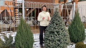 ГОТОВИМСЯ к СТРИЖКЕ ХВОЙНЫХ РАННЕЙ ВЕСНОЙ. Стрижка можжевельника Стрикта