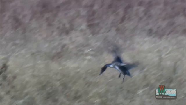Mississippi River Island Restoration at Capoli Slough near Ferryville, Wisconsin смотреть онлайн