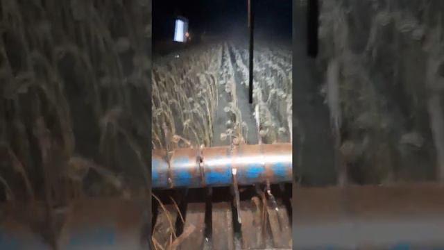 Уборка черного золото 2019,АКРОС 580. смотреть онлайн