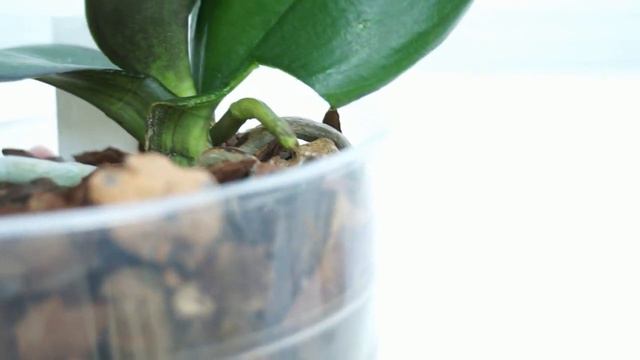 РЕЖУ орхидею РАДИ цветоноса.Орхидея phalaenopsis KV 'Beauty' (фаленопсис КВ "Бьюти" - "Красотка"). смотреть онлайн