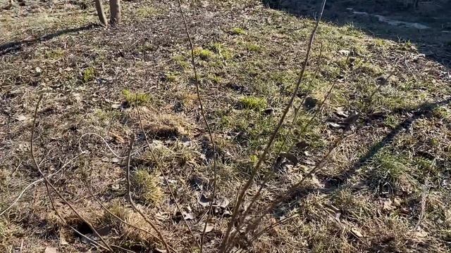 Чекалкин орех. 25 марта 2023 года. Самарская область смотреть онлайн