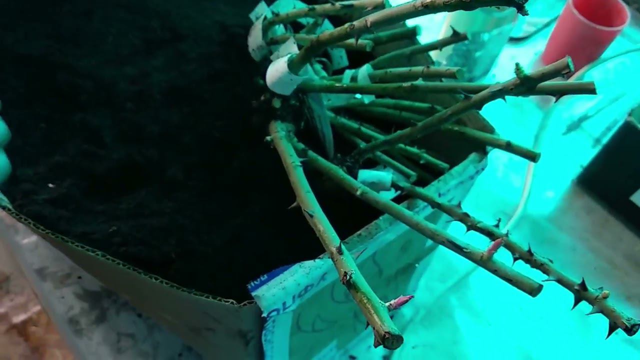 Саженцы роз. Хранение, подготовка, обработка и посадка. смотреть онлайн