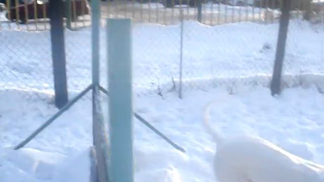 Golden Line Bufon и Fortuna Niks Жарминаль смотреть онлайн