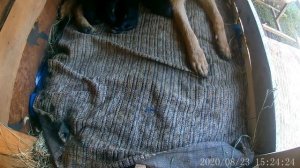 Роды Немецкой Овчарки 3ч